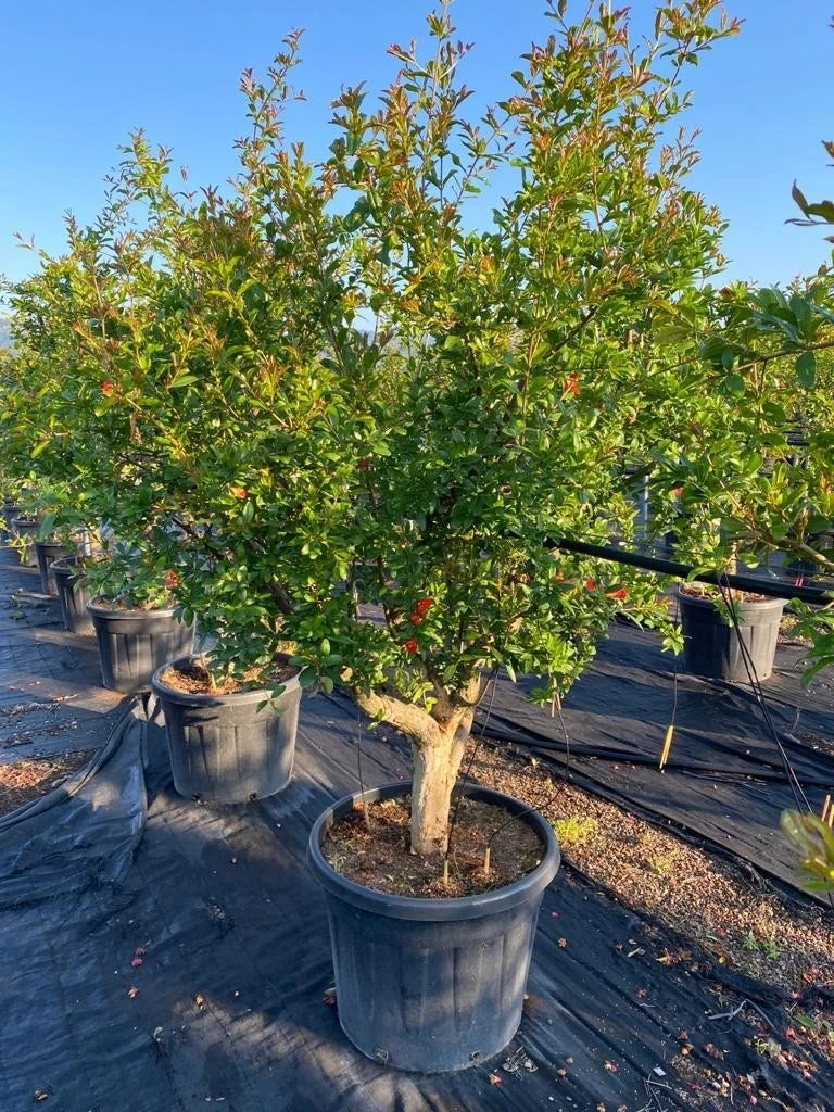 Granaatappel Als Solitair (Punica Granatum) 1 Granaatappel Als Solitair (Punica Granatum)