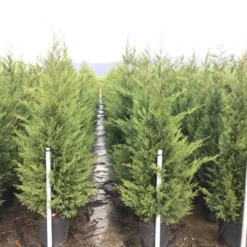 Haagconifeer (Cupressocyparis Leylandii 'Vito') 5 Haagconifeer (Cupressocyparis Leylandii 'Vito') -Aanbiedingen Tuin Ziel Winkel 15