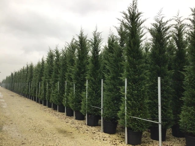 Haagconifeer (Cupressocyparis Leylandii 'Vito') 1 Haagconifeer (Cupressocyparis Leylandii 'Vito')