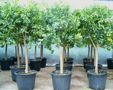 Calamondino (Citrus Calamondino) 1 Calamondino (Citrus Calamondino)