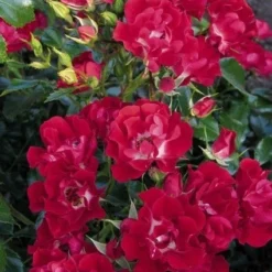 Miniklimroos (Rosa 'Rambling Rosie') 7 Miniklimroos (Rosa 'Rambling Rosie') -Aanbiedingen Tuin Ziel Winkel 20060522132020 1