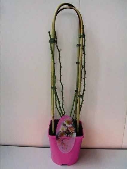 Miniklimroos (Rosa 'Rambling Rosie') 1 Miniklimroos (Rosa 'Rambling Rosie')