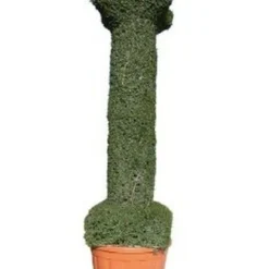 Colonna (Ligustrum Delavayanum)