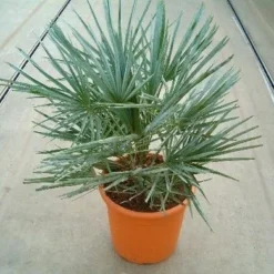 Dwergpalm (Chamaerops Humilis 'Cerifera') 10 Dwergpalm (Chamaerops Humilis 'Cerifera') -Aanbiedingen Tuin Ziel Winkel 20060622161932 2