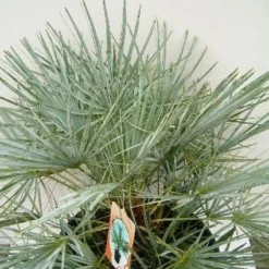 Dwergpalm (Chamaerops Humilis 'Cerifera') 9 Dwergpalm (Chamaerops Humilis 'Cerifera') -Aanbiedingen Tuin Ziel Winkel 20060719133839 2