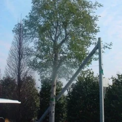 Mimosa (Acacia Dealbata) 13 Mimosa (Acacia Dealbata) -Aanbiedingen Tuin Ziel Winkel 20070701224959 7