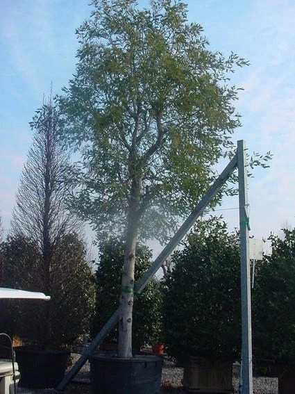 Mimosa (Acacia Dealbata) 7 Mimosa (Acacia Dealbata) - Afbeelding 7