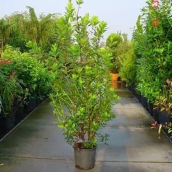 Aardbeiboom Als Struik (Arbutus Unedo) 11 Aardbeiboom Als Struik (Arbutus Unedo) -Aanbiedingen Tuin Ziel Winkel 20070704144114 7 1