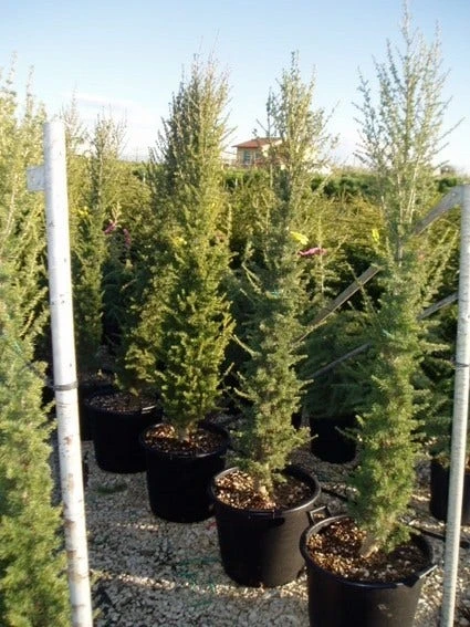 Zuilvormige Ceder (Cedrus Libani 'Fastigiata') 12 Zuilvormige Ceder (Cedrus Libani 'Fastigiata') - Afbeelding 12