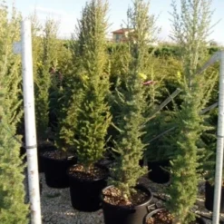 Zuilvormige Ceder (Cedrus Libani 'Fastigiata') 21 Zuilvormige Ceder (Cedrus Libani 'Fastigiata') -Aanbiedingen Tuin Ziel Winkel 20070814180447 11