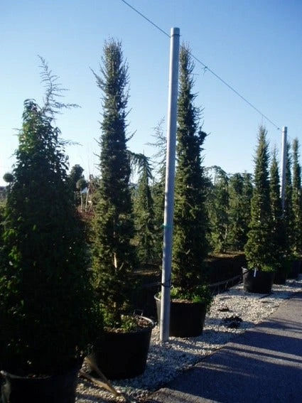 Zuilvormige Ceder (Cedrus Libani 'Fastigiata') 4 Zuilvormige Ceder (Cedrus Libani 'Fastigiata') - Afbeelding 4