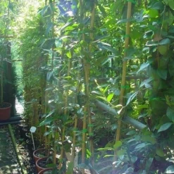 Bosrank, Groenblijvend (Clematis Armandii) 11 Bosrank, Groenblijvend (Clematis Armandii) -Aanbiedingen Tuin Ziel Winkel 20070814193958 5 1