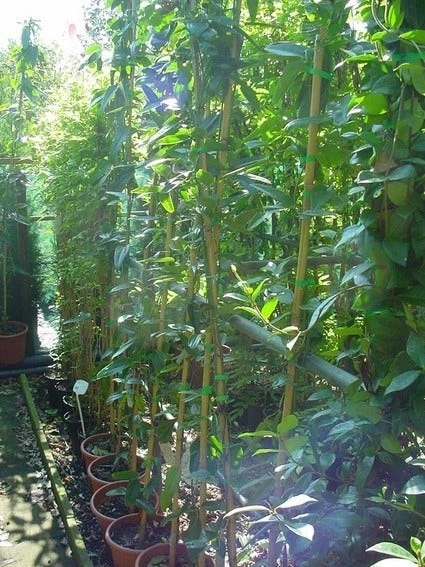 Bosrank, Groenblijvend (Clematis Armandii) 6 Bosrank, Groenblijvend (Clematis Armandii) - Afbeelding 6