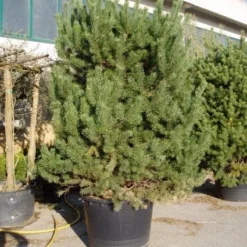 Grove Den, Solitair (Pinus Sylvestris) 15 Grove Den, Solitair (Pinus Sylvestris) -Aanbiedingen Tuin Ziel Winkel 20071030184342 18