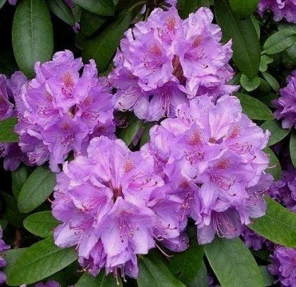 Rhododendron (Rhododendron Catawbiense 'Boursault') 1 Rhododendron (Rhododendron Catawbiense 'Boursault')