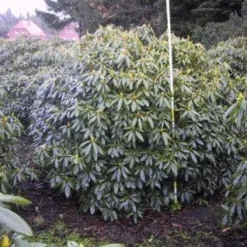 Rhododendron (Rhododendron Catawbiense 'Boursault') 12 Rhododendron (Rhododendron Catawbiense 'Boursault') -Aanbiedingen Tuin Ziel Winkel 20071119223754 16 1