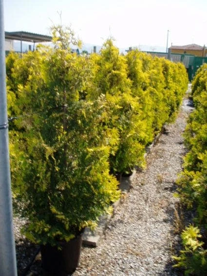 Thuja (Thuja Occidentalis 'Sunkist') 1 Thuja (Thuja Occidentalis 'Sunkist')