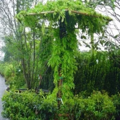 Blauwe Regen (Wisteria Sinensis) -Aanbiedingen Tuin Ziel Winkel 20071130090736 20