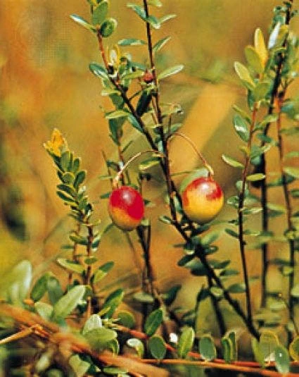 Veenbes (Vaccinium Macrocarpon Cranberry) 2 Veenbes (Vaccinium Macrocarpon Cranberry) - Afbeelding 2