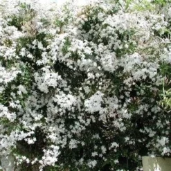 Jasmijn (Jasminum Officinale)