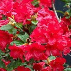 Azalea (Rhododendron 'Mollis' Rood)