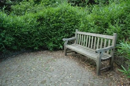 Bamboe (Pleioblastus Pumilus) 2 Bamboe (Pleioblastus Pumilus) - Afbeelding 2