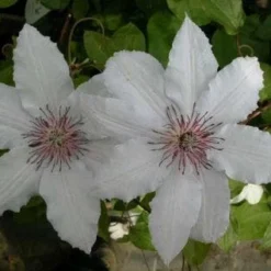 Bosrank (Clematis 'Snow Queen') -Aanbiedingen Tuin Ziel Winkel 20081120141931 1