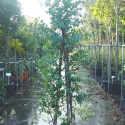 Winterharde Gomboom (Eucalyptus Gunnii) 9 Winterharde Gomboom (Eucalyptus Gunnii) -Aanbiedingen Tuin Ziel Winkel 20090522152550 5