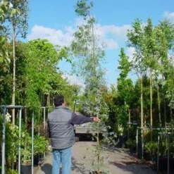 Winterharde Gomboom (Eucalyptus Gunnii) 12 Winterharde Gomboom (Eucalyptus Gunnii) -Aanbiedingen Tuin Ziel Winkel 20100217171043 5