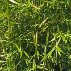 Niet Woekerende Bamboe (Fargesia Robusta) 20 Niet Woekerende Bamboe (Fargesia Robusta) -Aanbiedingen Tuin Ziel Winkel 20100223184938 5