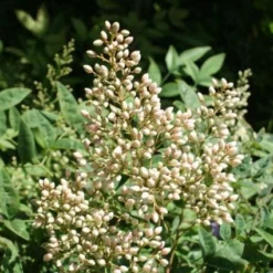 Hemelse Bamboe (Nandina Domestica)