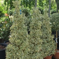 Kardinaalshoed Als Pyramide (Euonymus Japonicus 'Bravo') -Aanbiedingen Tuin Ziel Winkel 20100712164204 3