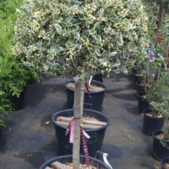 Hulst Op Stam (Ilex 'Argentea Marginata') 9 Hulst Op Stam (Ilex 'Argentea Marginata') -Aanbiedingen Tuin Ziel Winkel 20100712171848 1