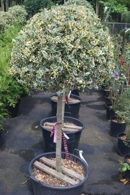 Hulst Op Stam (Ilex 'Argentea Marginata') 5 Hulst Op Stam (Ilex 'Argentea Marginata') - Afbeelding 5