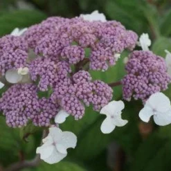 Fluweelhortensia (Hydrangea Aspera 'Macrophylla')