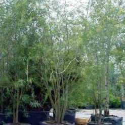 Mimosa (Acacia Dealbata) 9 Mimosa (Acacia Dealbata) -Aanbiedingen Tuin Ziel Winkel 20100906111139 7