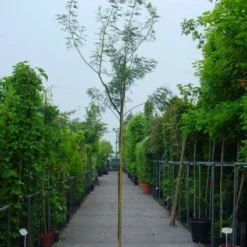 Mimosa Als Boom (Acacia Dealbata) -Aanbiedingen Tuin Ziel Winkel 20100906111726 7