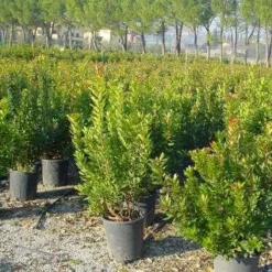 Aardbeiboom Als Struik (Arbutus Unedo) 10 Aardbeiboom Als Struik (Arbutus Unedo) -Aanbiedingen Tuin Ziel Winkel 20101209111801 7 1