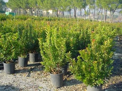 Aardbeiboom Als Struik (Arbutus Unedo) 4 Aardbeiboom Als Struik (Arbutus Unedo) - Afbeelding 4