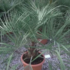 Geleipalm (Butia Capitata) -Aanbiedingen Tuin Ziel Winkel 20101209131859 6