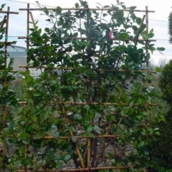 Camelia Als Leivorm (Camellia Japonica) -Aanbiedingen Tuin Ziel Winkel 20101209154447 2