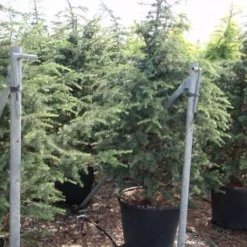 Libanonceder (Cedrus Libani) 11 Libanonceder (Cedrus Libani) -Aanbiedingen Tuin Ziel Winkel 20101210104411 17