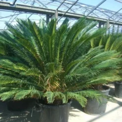 Cycaspalm (Cycas Revoluta) -Aanbiedingen Tuin Ziel Winkel 20101212150045 5 1