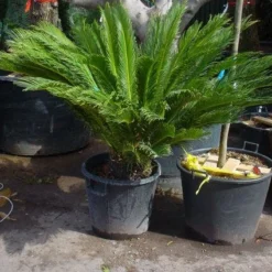 Cycaspalm (Cycas Revoluta) -Aanbiedingen Tuin Ziel Winkel 20101212150101 5 1