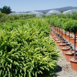 Sikkelden Op Stam (Cryptomeria Japonica 'Globosa Nana') 7 Sikkelden Op Stam (Cryptomeria Japonica 'Globosa Nana') -Aanbiedingen Tuin Ziel Winkel 20101213102352 1