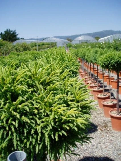 Sikkelden Op Stam (Cryptomeria Japonica 'Globosa Nana') 3 Sikkelden Op Stam (Cryptomeria Japonica 'Globosa Nana') - Afbeelding 3