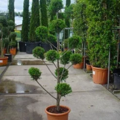 Cupressocyparis Als Bonsai (Cupressocyparis Leylandii 'Castlewellan Gold' ) -Aanbiedingen Tuin Ziel Winkel 20101213113337 7