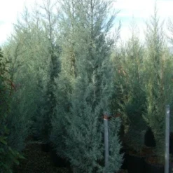 Cipres (Cupressus Arizonica 'Glauca') -Aanbiedingen Tuin Ziel Winkel 20101213122945 13