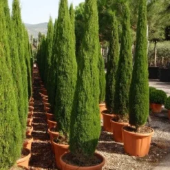 Italiaanse Cipres (Cupressus Sempervirens 'Green Pillar')