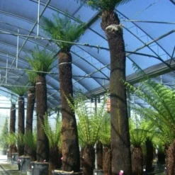 Grote Boomvaren (Dicksonia Antarctica) 18 Grote Boomvaren (Dicksonia Antarctica) -Aanbiedingen Tuin Ziel Winkel 20101213133314 11 1